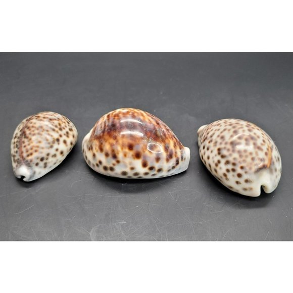 Vintage Tiger Cowres Sea Snail Shells Seashell Set of 3 Cypraea Tigris PR206 - Picture 4 of 7